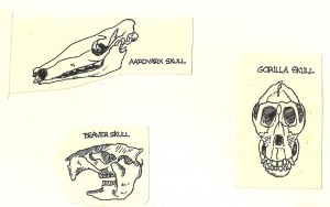 SKULLS